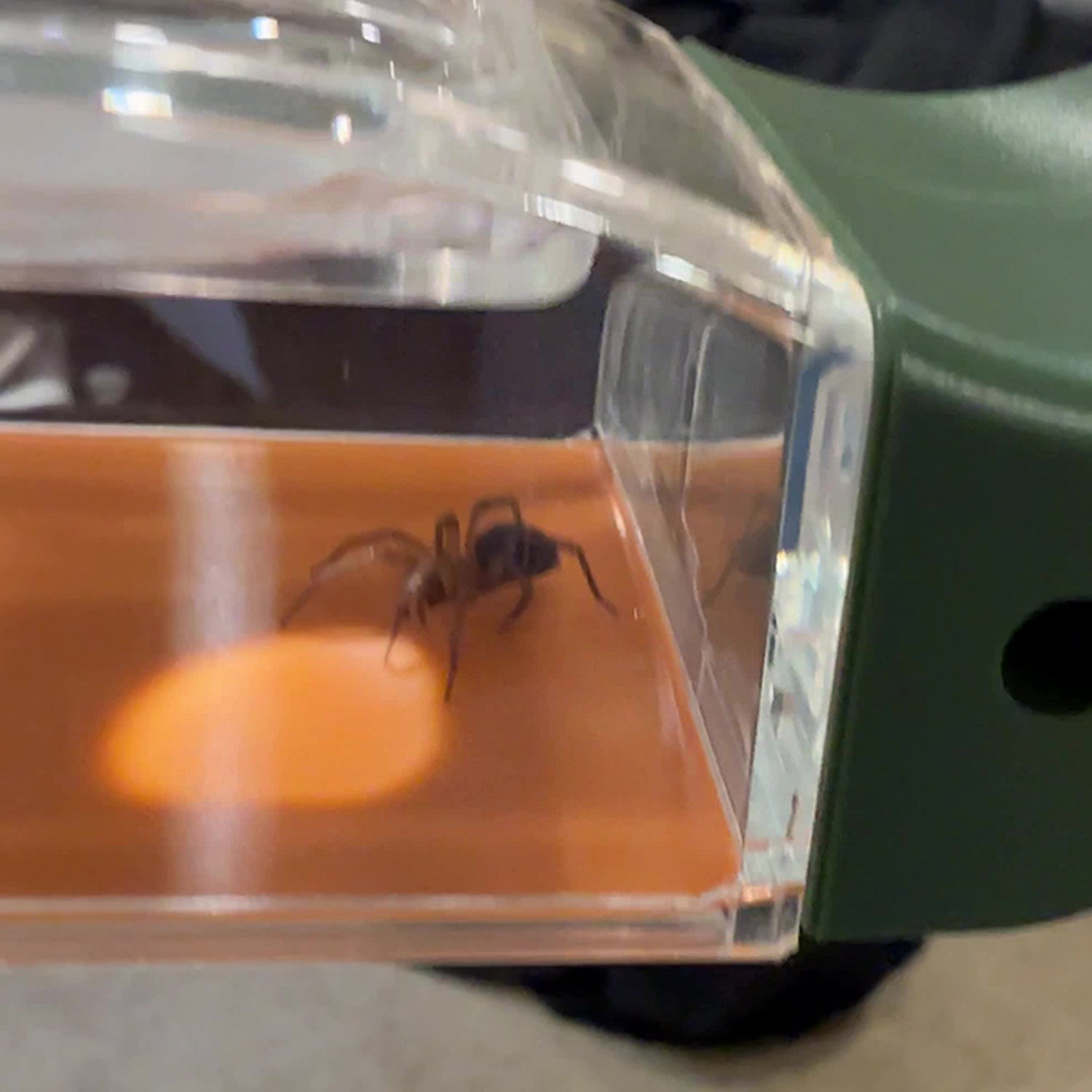 Magnifying glass for rapid release of insect trap