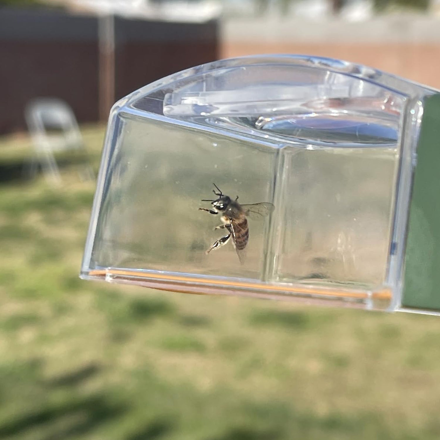 Magnifying glass for rapid release of insect trap