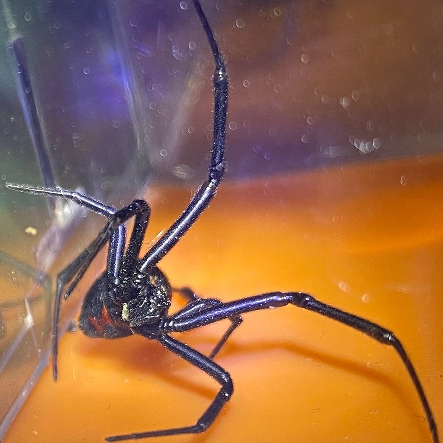 Magnifying glass for rapid release of insect trap