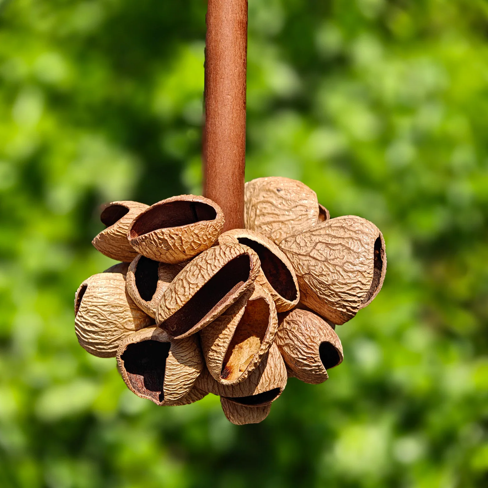 Natural Seed Pod Rattle – Wooden Handle Percussion Shaker for Meditation