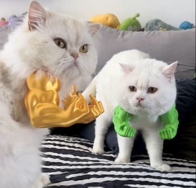 Funny Toy For Cat And Dog ( Best Gift 🎁)