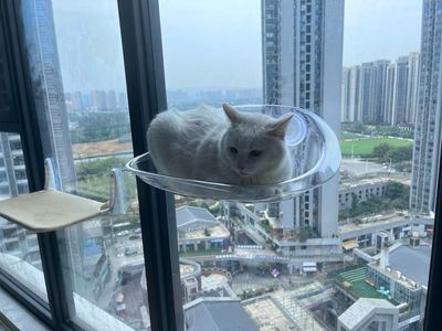 Cat Bed