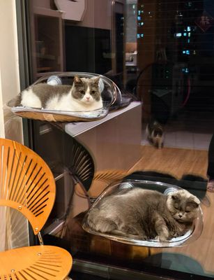Cat Bed