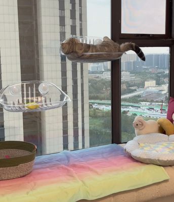 Cat Bed