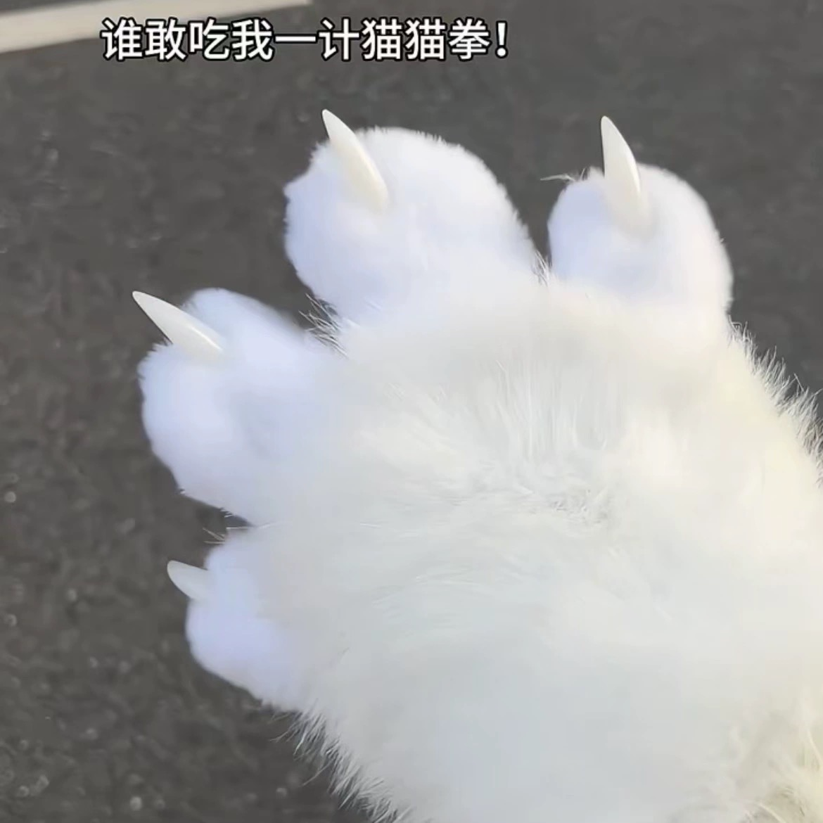 Kitten Gloves 2 pcs ( Price For 2 Pcs Products)
