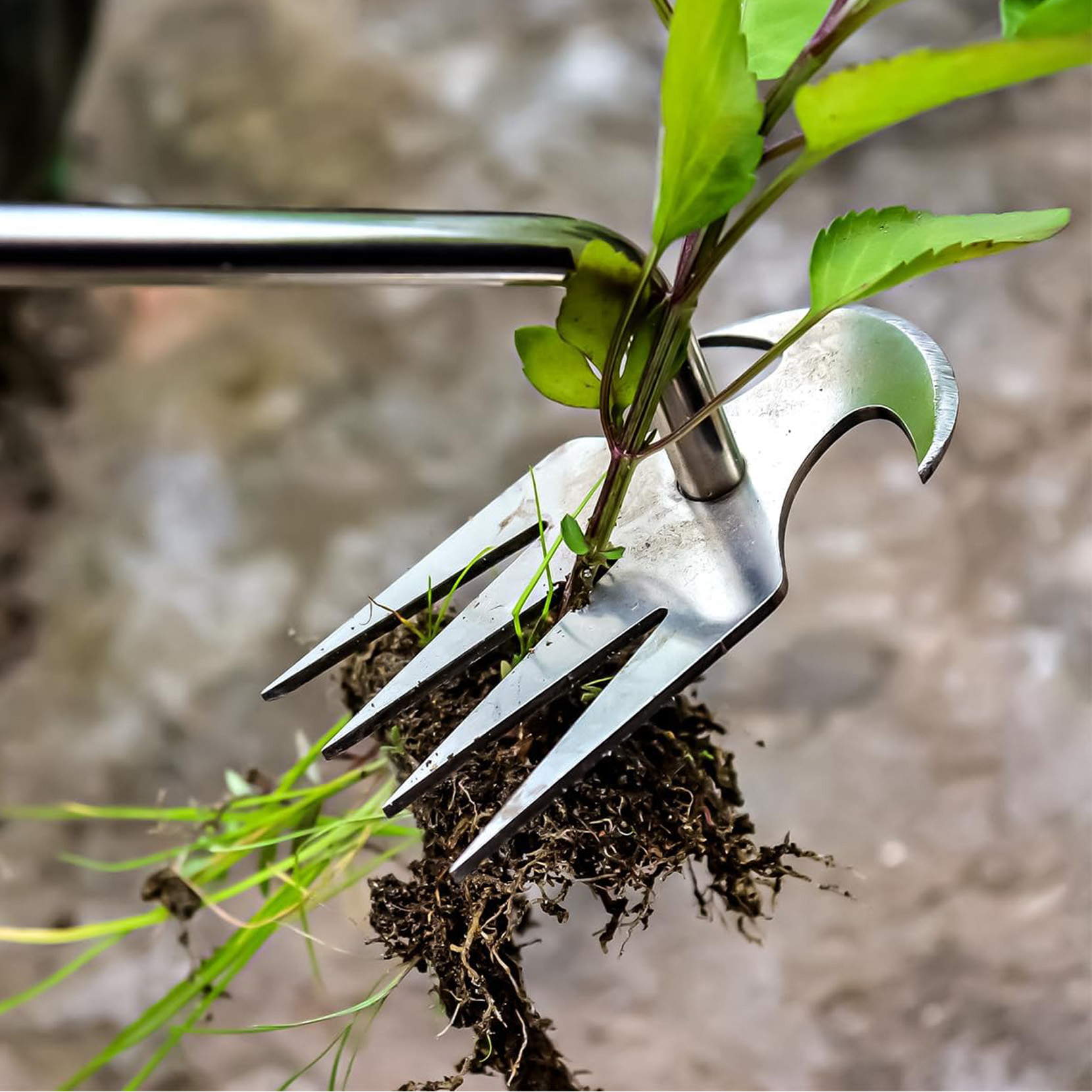 35cm Manual Weeding Tool with Wooden Handle, 4-Tine Stainless Steel Garden Weeder, Handheld Weed Puller Hoe for Lawn, Yard, Farm & Gardening