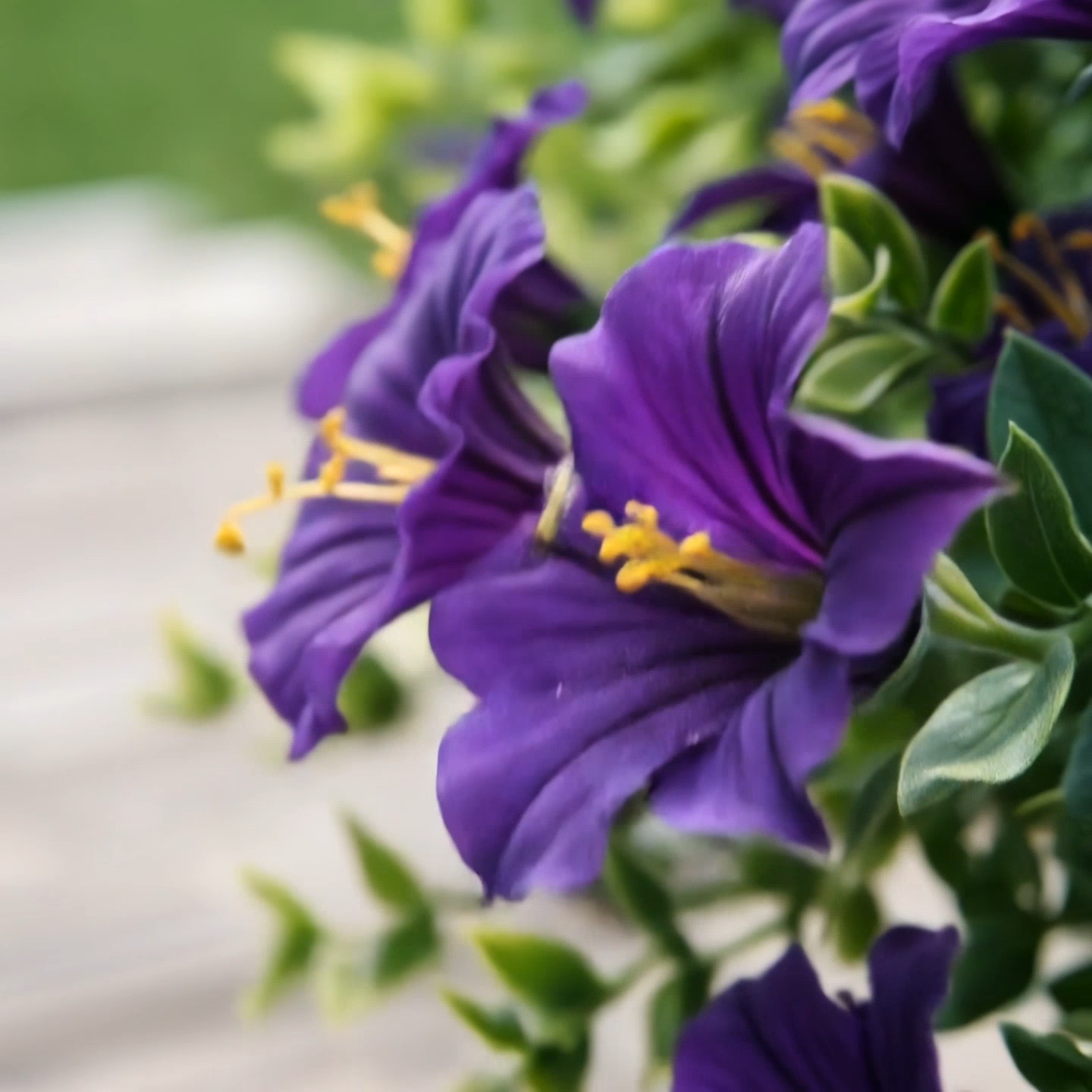 BUY MORE SAVE MORE 🔥 Lifelike Morning Glory Artificial Flowers for Outdoor Decor 🌸