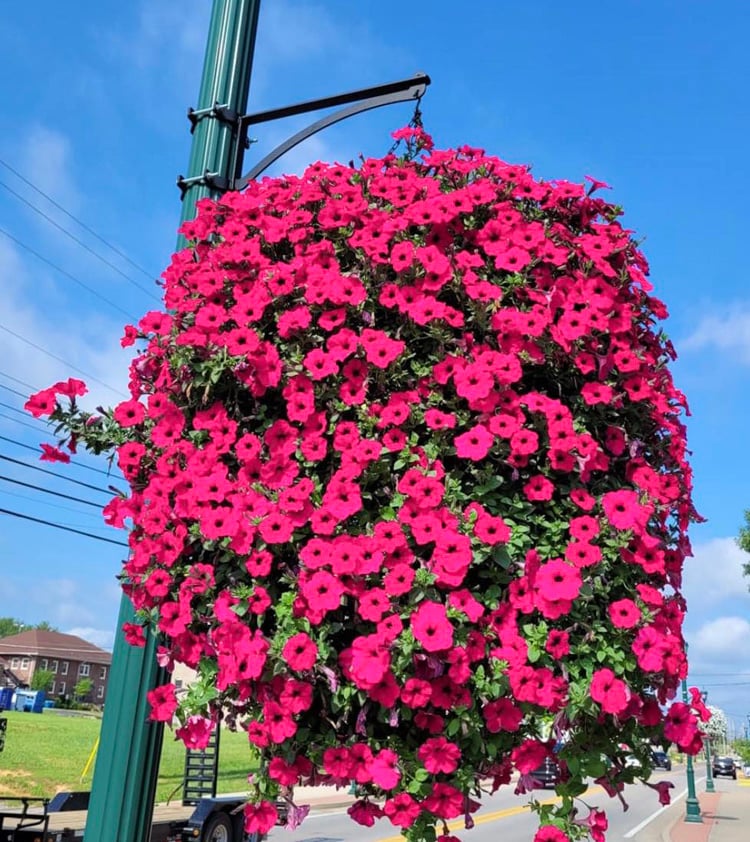 💐2026 Hot Sale✨UV Simulation Artificial morning glory