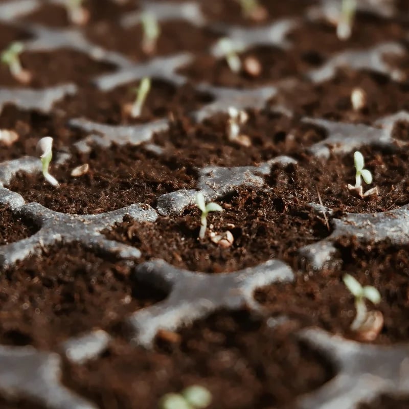 🔥 LAST DAY 60% OFF  - 🔥Premium Organic Coconut Coir Bricks for Plants(Collected from Pacific island countries)
