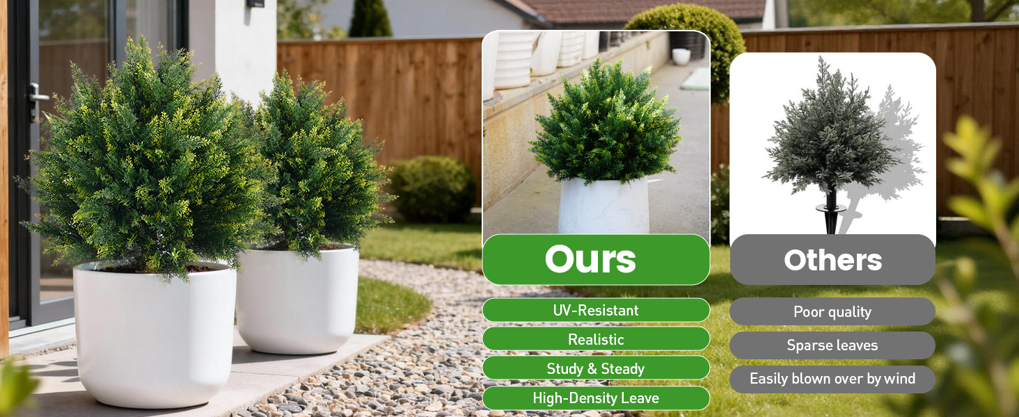 cedar tree