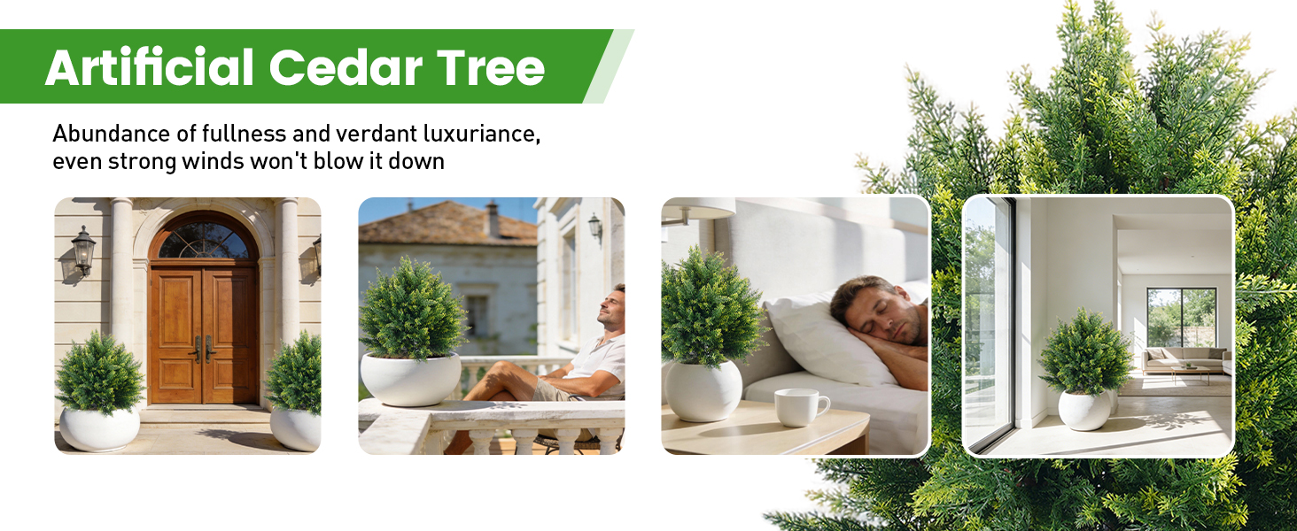 cedar tree