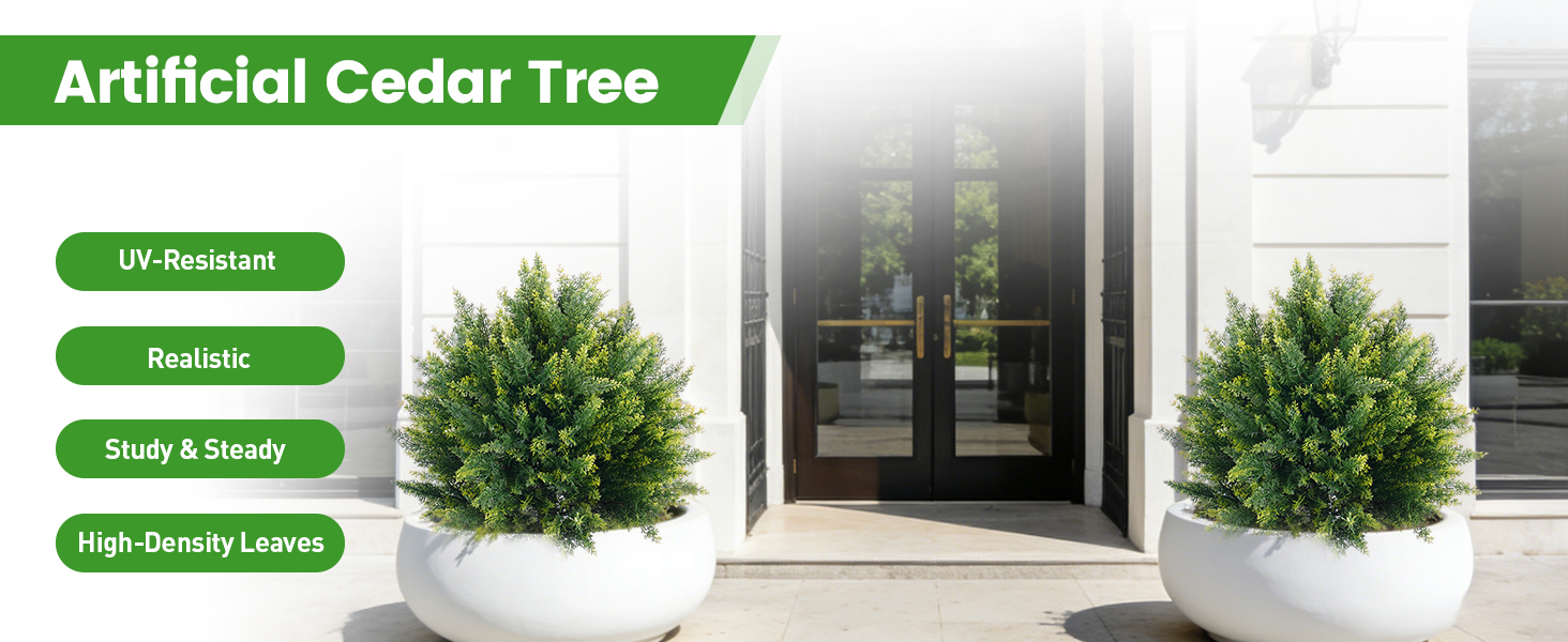 cedar tree
