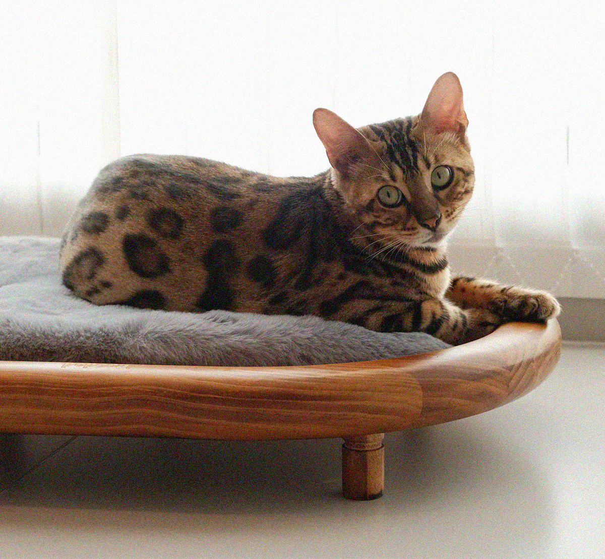Pepeep Solid Wood Pet Bed (Suitable for All Cats & Small to Medium Dogs)
