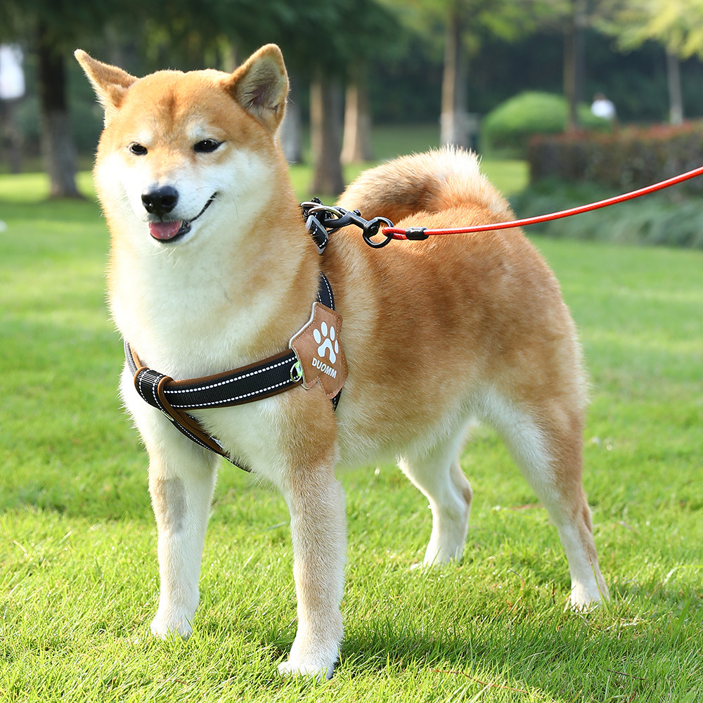 Dog outdoor products