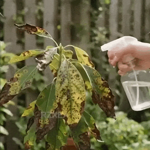 17.gif