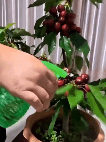 9.gif