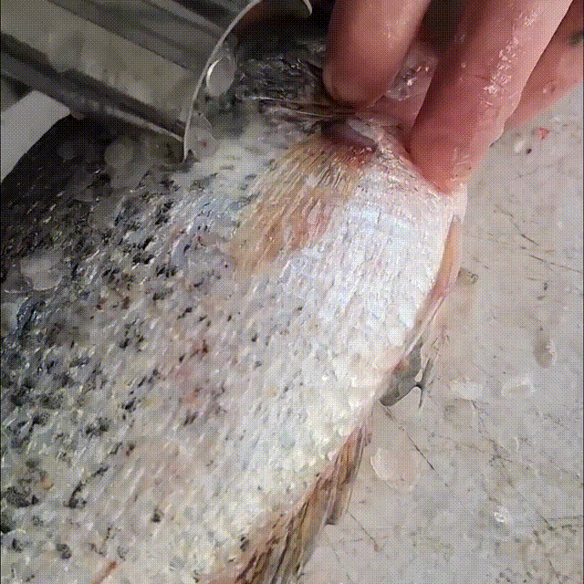 9.gif