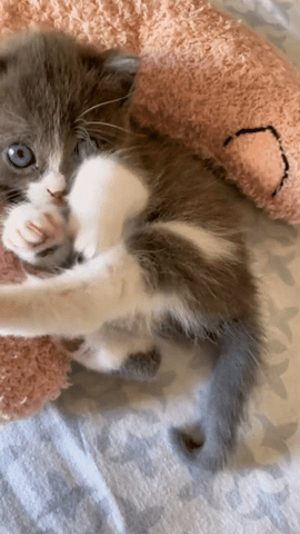 kitten laying on calming pillow