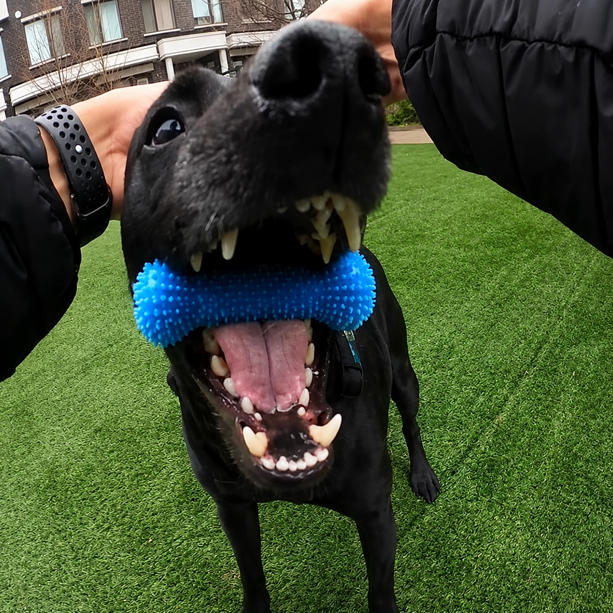 Dog Chew Stick – For Easier Teeth Brushing, Dental Care & Chewing Fun
