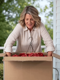 Geraniums Showcase GIF