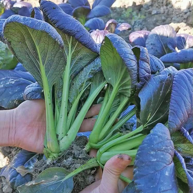 Zixia Purple Bok Choy Seeds Easy Grow Four Seasons Perfect for Beginners