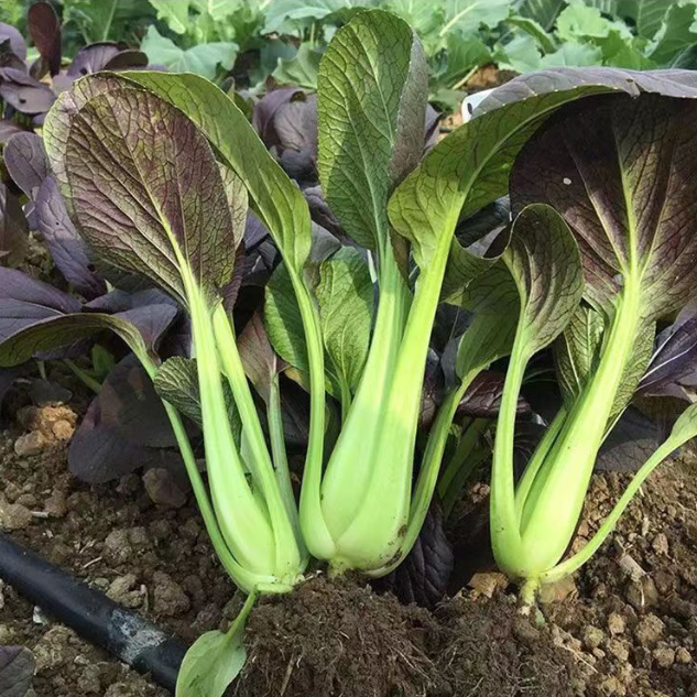 Zixia Purple Bok Choy Seeds Easy Grow Four Seasons Perfect for Beginners