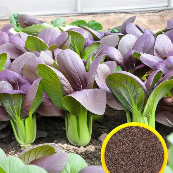 Zixia Purple Bok Choy Seeds Easy Grow Four Seasons Perfect for Beginners