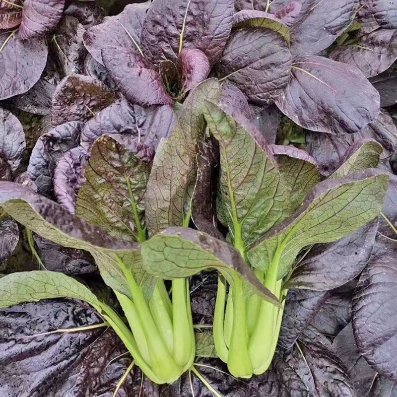 Zixia Purple Bok Choy Seeds Easy Grow Four Seasons Perfect for Beginners