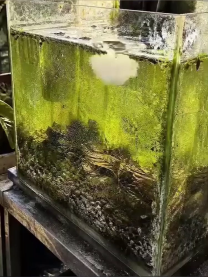 🐟w pełni efektywne żywe bakterie akwarium tabletki do oczyszczania wody 🌿 Szybki Efekt w 24 Godziny!| Krystaliczna Woda na 30 Dni Bez Wymiany!🌟 Pogromca Mętnej Wody 🌟