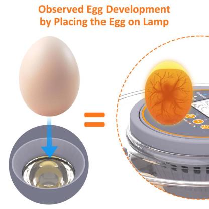 Incubadora automática para huevos de gallina (12-40 huevos) con volteo automático de 360°, pantalla digital y control automático de temperatura y humedad; ideal para la incubación de huevos de gallina, pato y codorniz, con alta tasa de eclosión — Incubado