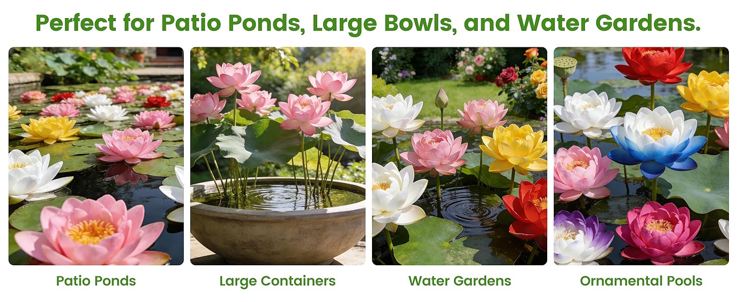 Bowl Lotus Seeds