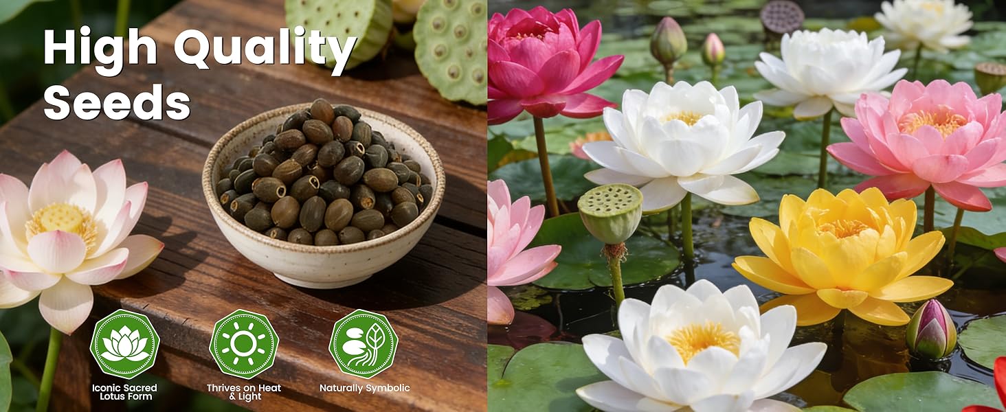 Bowl Lotus Seeds