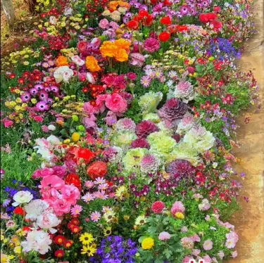🔥💝Premium Cold-Hardy Mixed Perennial Seeds