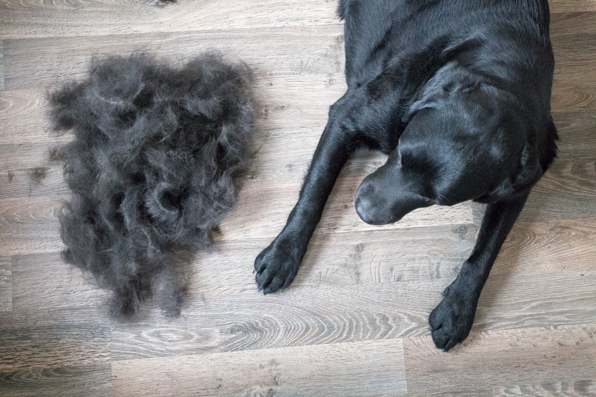 The 60-Second Pet Hair Remover Every Pet Owner Needs