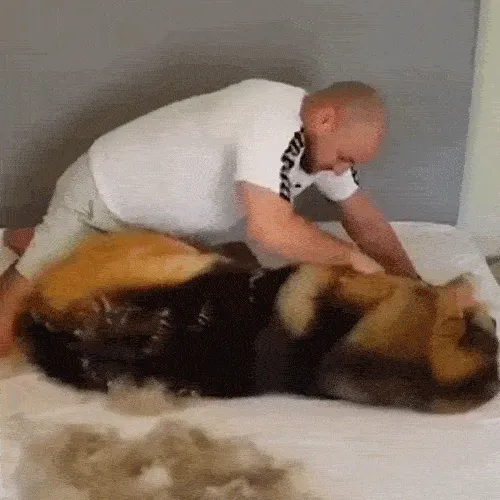 The Stress-Free Grooming Brush for Dogs & Cats