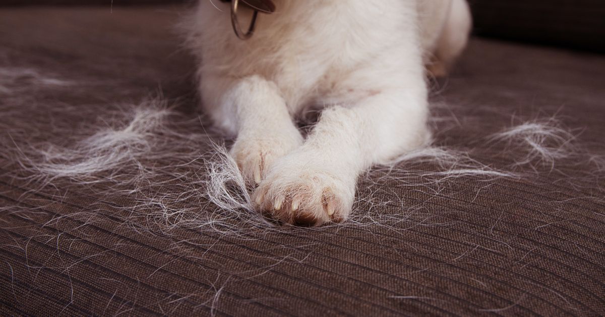 The 60-Second Pet Hair Remover Every Pet Owner Needs