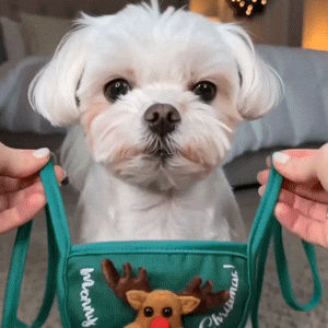Small pet wearing the Christmas holiday set
