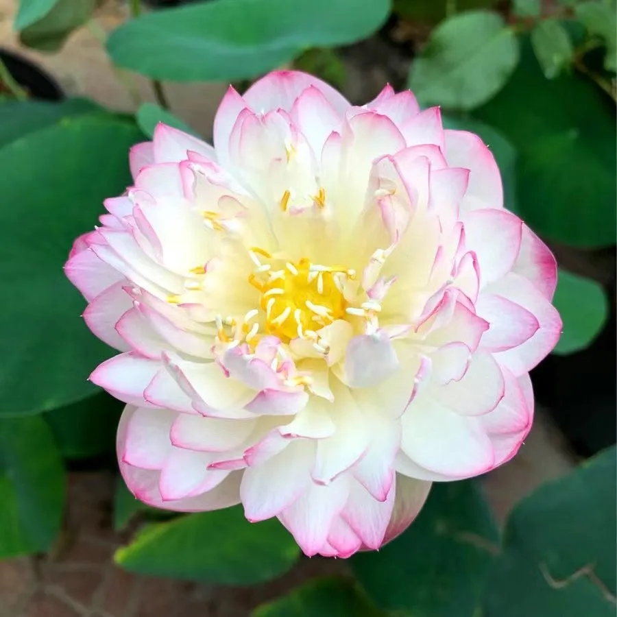 🌸【7 days germination】Last Day 50% OFF💐The Sacred Bonsai Bowl Lotus Flower