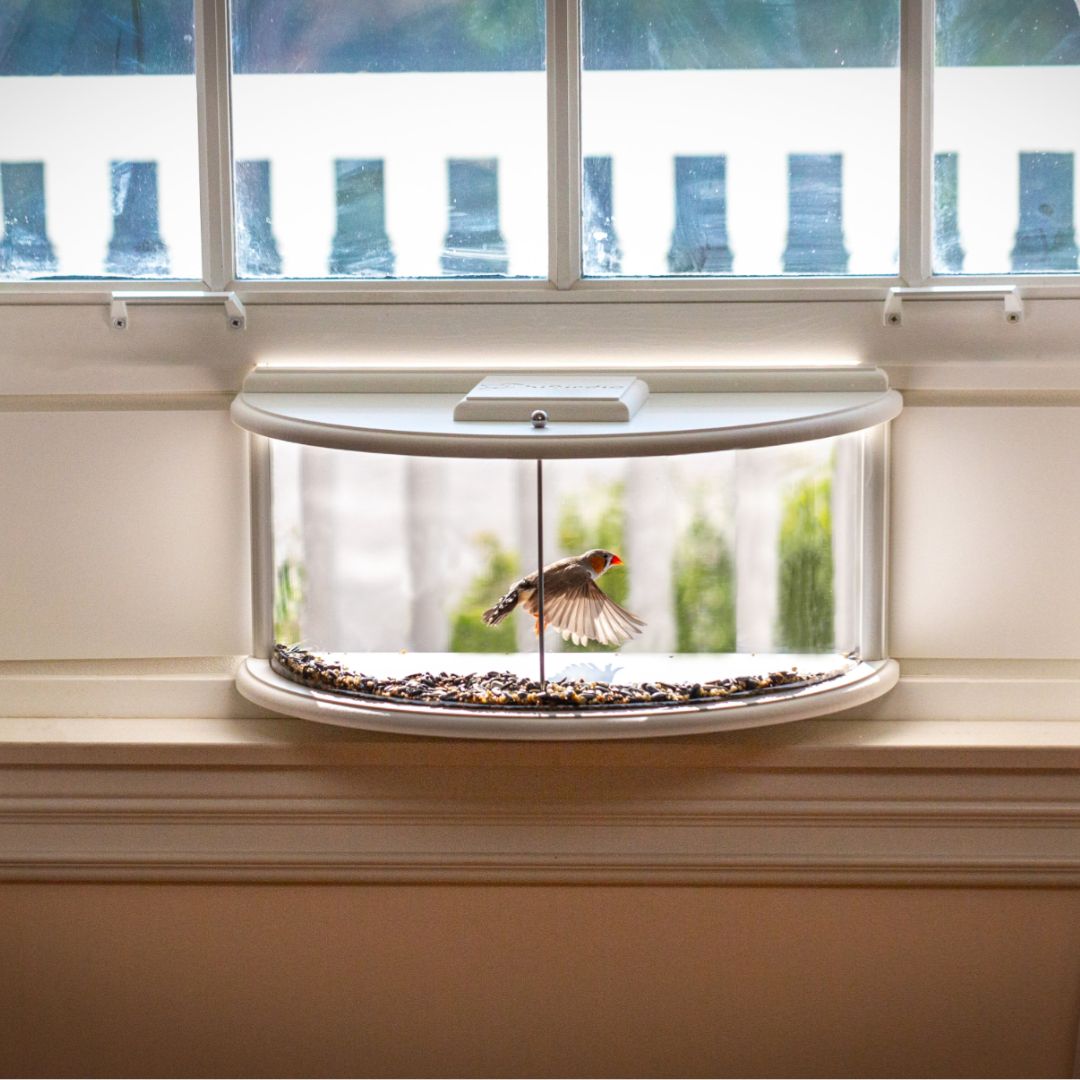Window Bird Feeder