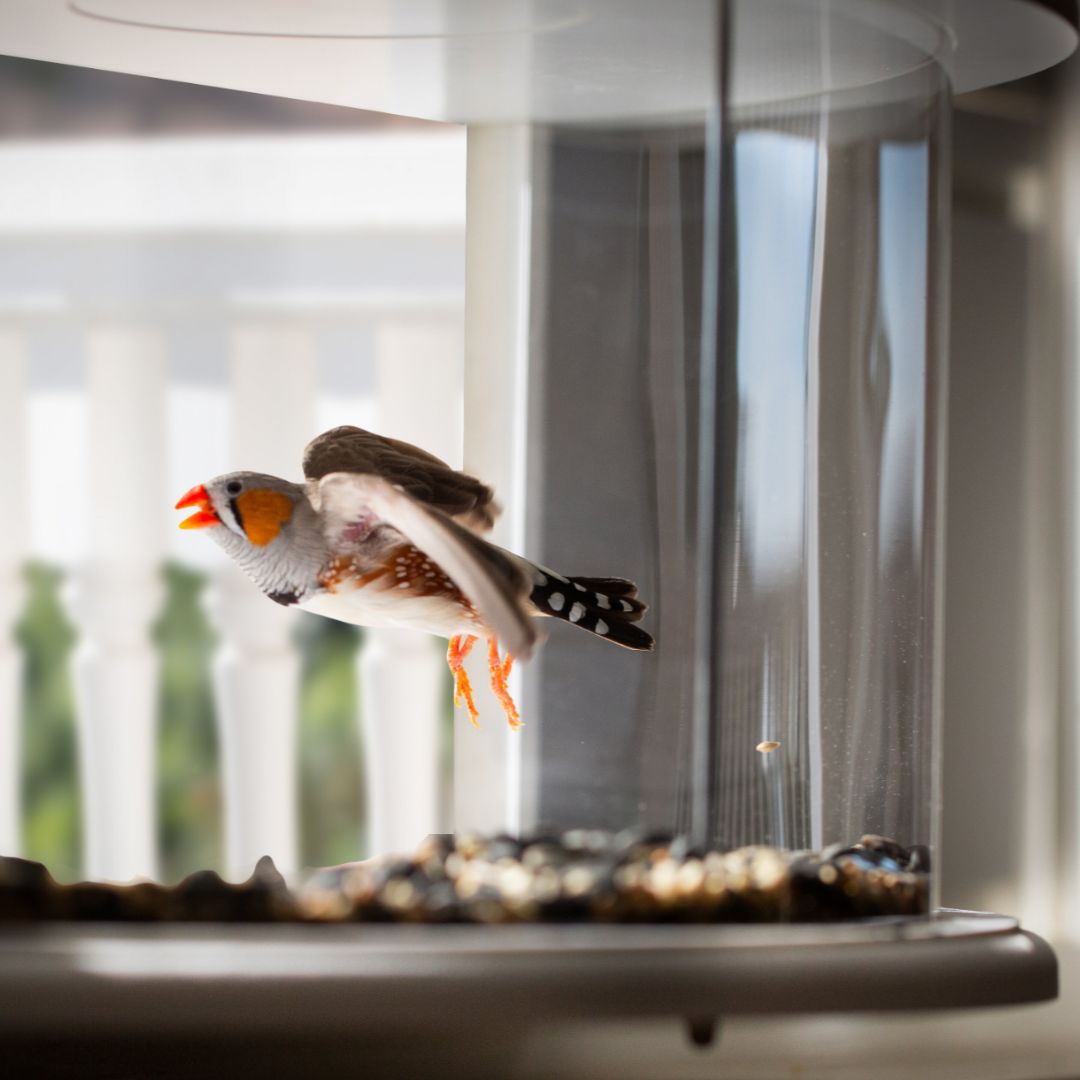 Window Bird Feeder