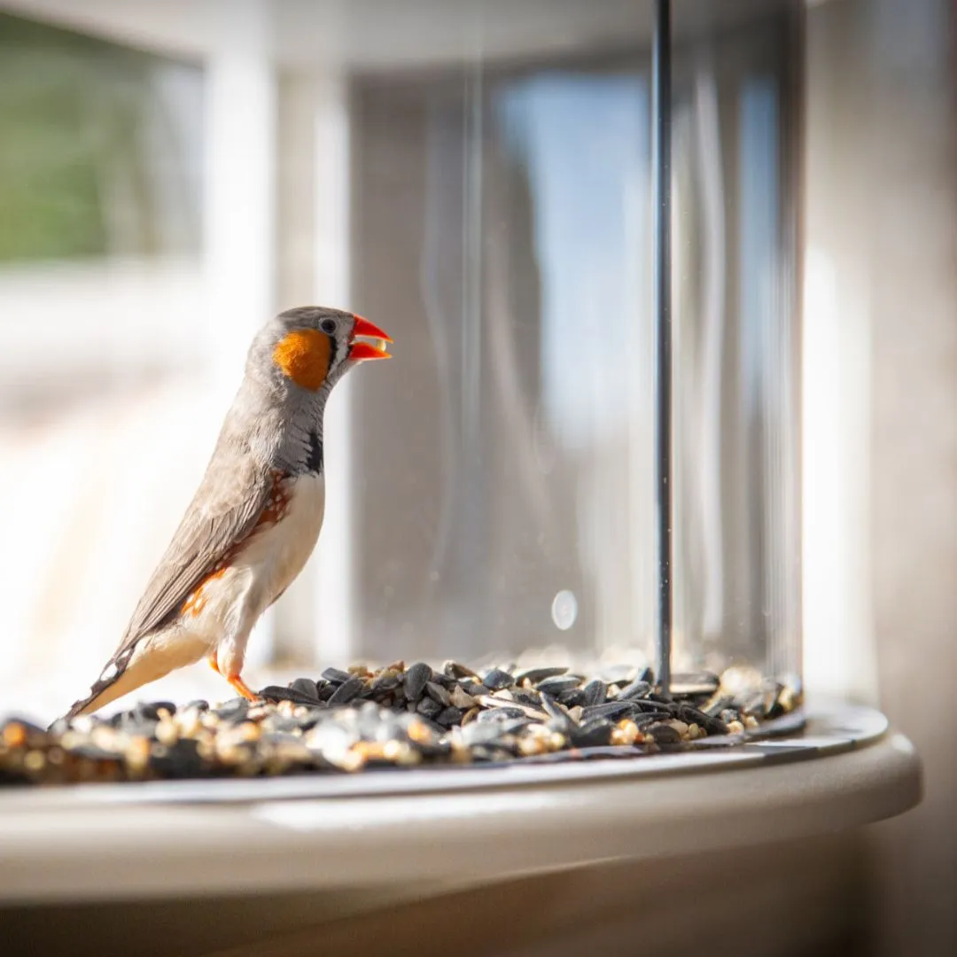  Sylaza™ Bird Feeder with Transparent Window