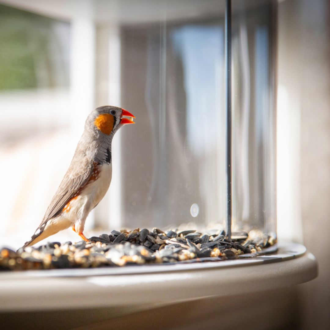 Window Bird Feeder