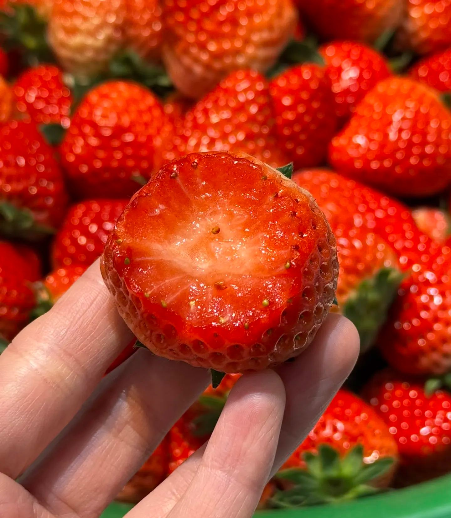 🏆🏆 Najpredávanejší TOP 1!🍓 Jahody, ktoré môžete pestovať celoročne – zvládne ich aj začiatočník a bohato rodia!(Časovo obmedzená ponuka: hnojivo zadarmo)