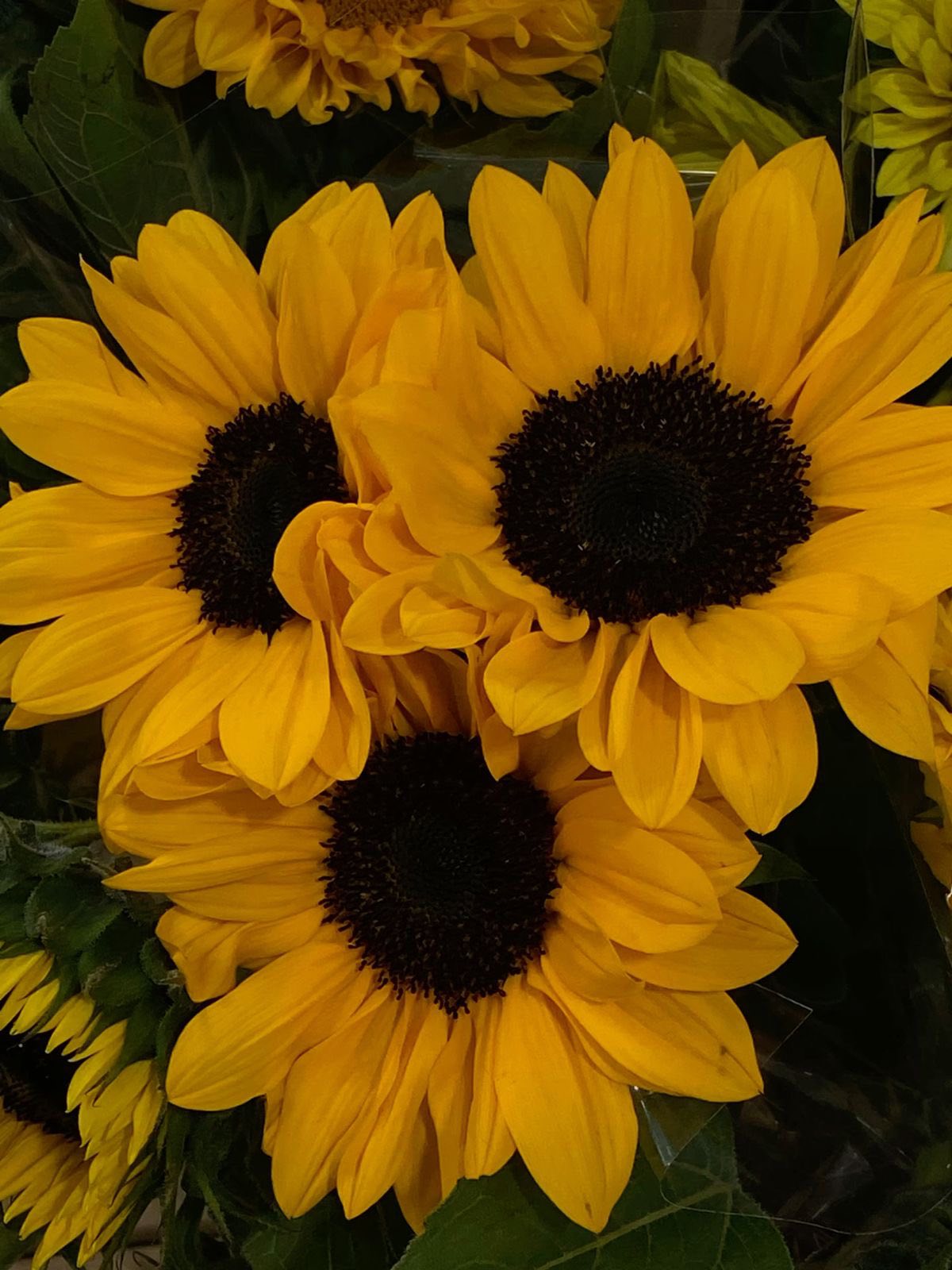 LQ-陈明丹4.21 Krásne slnečnicové semená✨🌻Ľahko sa pestuje