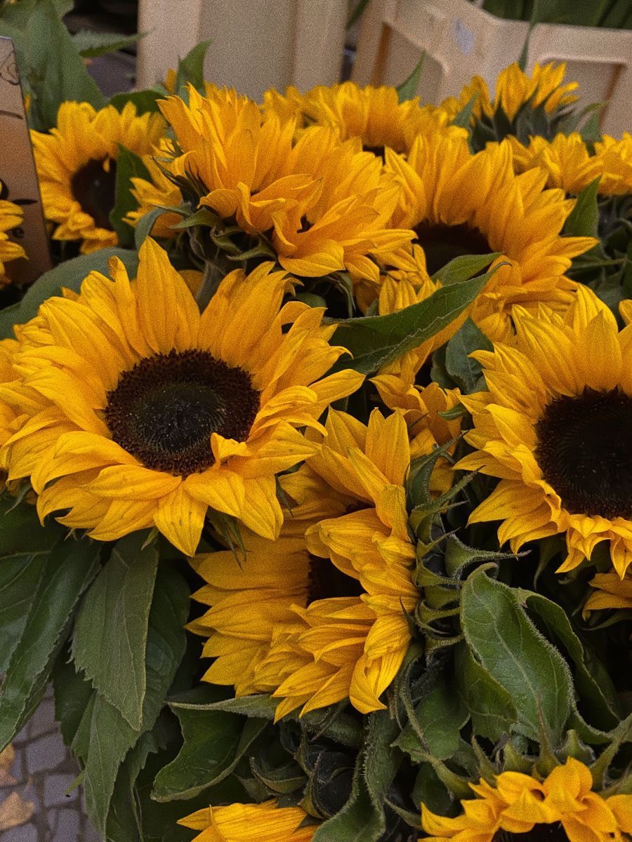 LQ-陈明丹4.21 Krásne slnečnicové semená✨🌻Ľahko sa pestuje
