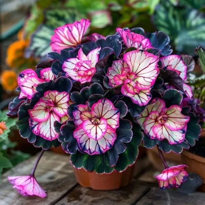 🌸 Vzácne viacfarebné semená veľkokvetých begónií – spektrum krásy pre vašu záhradu! 🌸