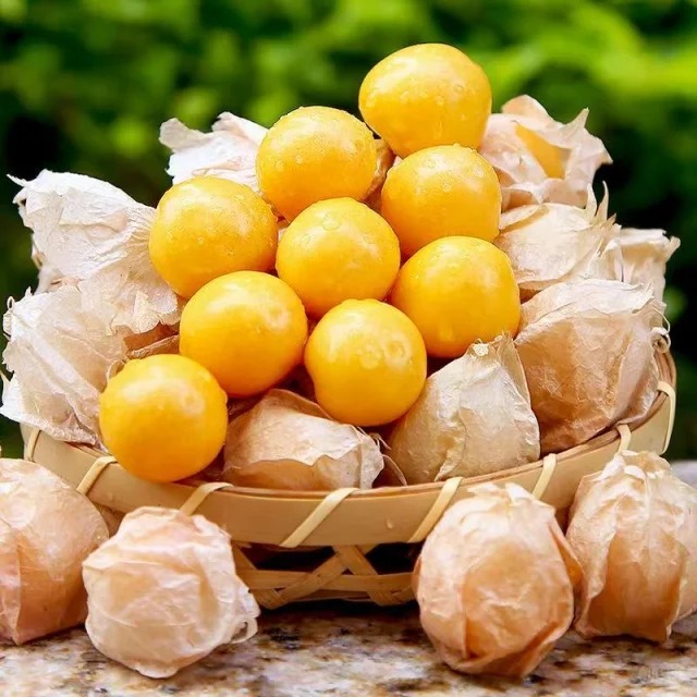 Semena Physalis – Lahodné a snadno se pěstují!🍊