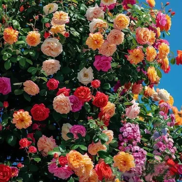 🌸 Vzácná semena popínavé růže Rosa Eden — snadné pěstování, voňavé, vytrvalé květy