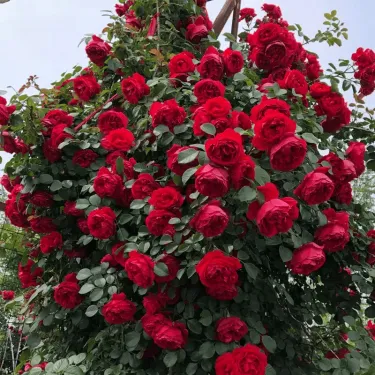 🌸 Vzácná semena popínavé růže Rosa Eden — snadné pěstování, voňavé, vytrvalé květy