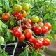 🍅🍅 Semena zakrslých rajčat do květináče